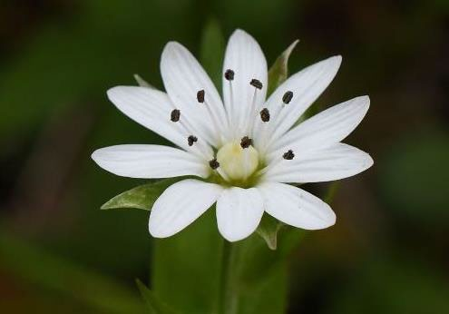 太子参花朵图片